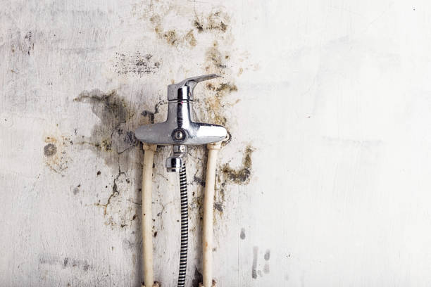 Best Mold Damage Repair  in Dilworth, MN