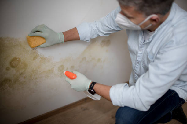 Crawl Space Mold Removal in Dilworth, MN