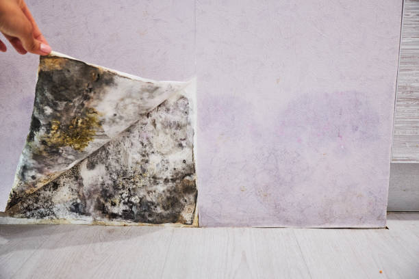  Dilworth, MN Mold Removal Pros
